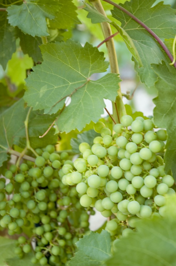 Grapevines at el Parralito ranch in San Jose del Cabo, Wendy Rudell retreat!